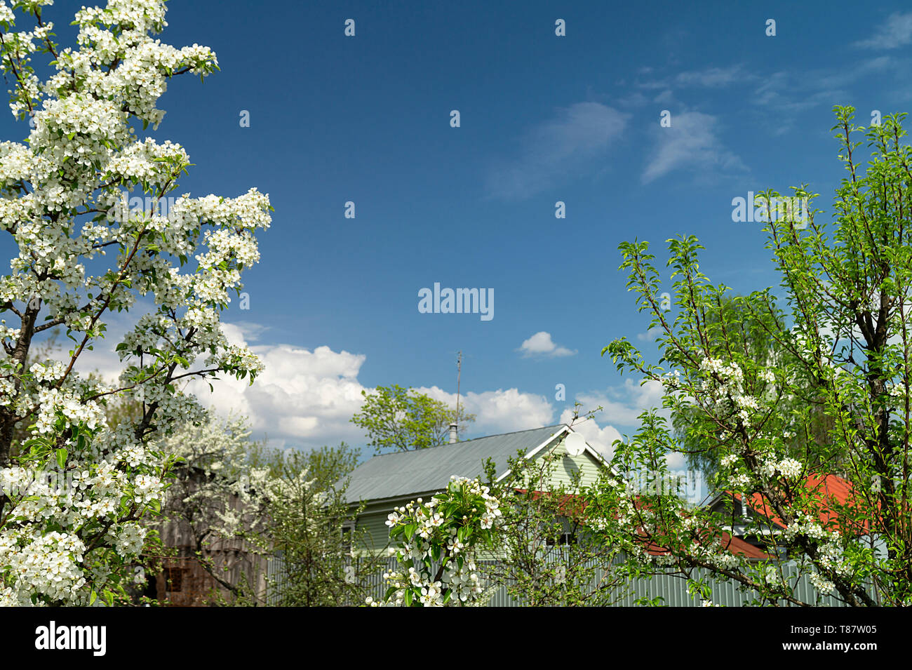 Spring landscape with blossom tree in rural garden on background blue sky Stock Photo