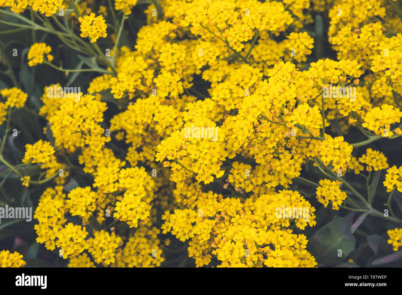 Yellow small flowers closeup grows in an outdoor garden Stock Photo Alamy