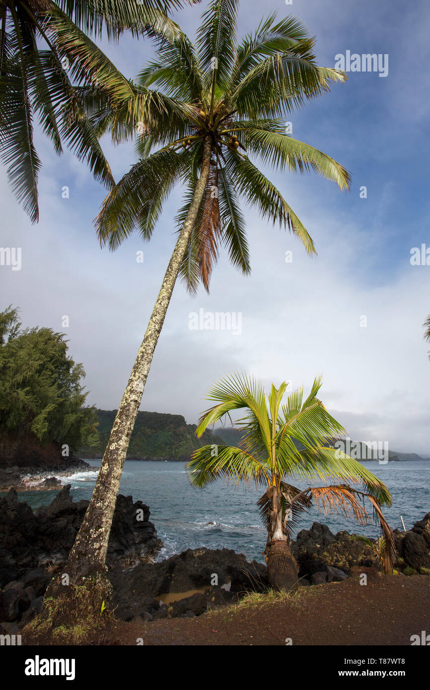 A palm tree on the coast in Maui, Hawaii Stock Photo Alamy