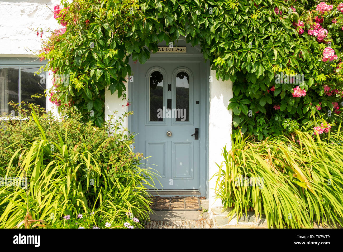 Blue front door of cottage surrounded by plants in the small fishing village of Cadgwith,Cornwall, England,UK Stock Photo