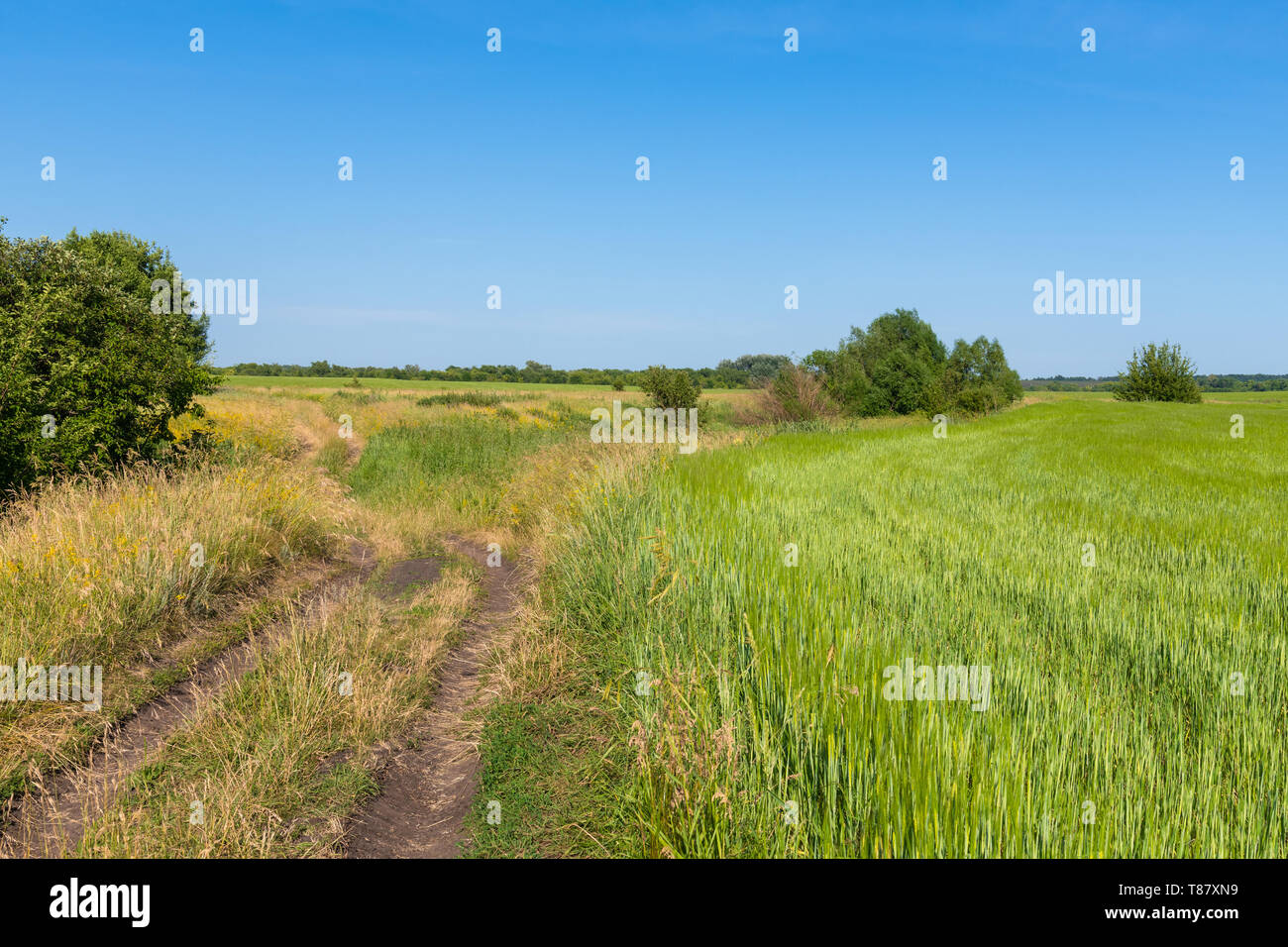 rural landscape with a road and field of wheat in Russia Stock Photo ...