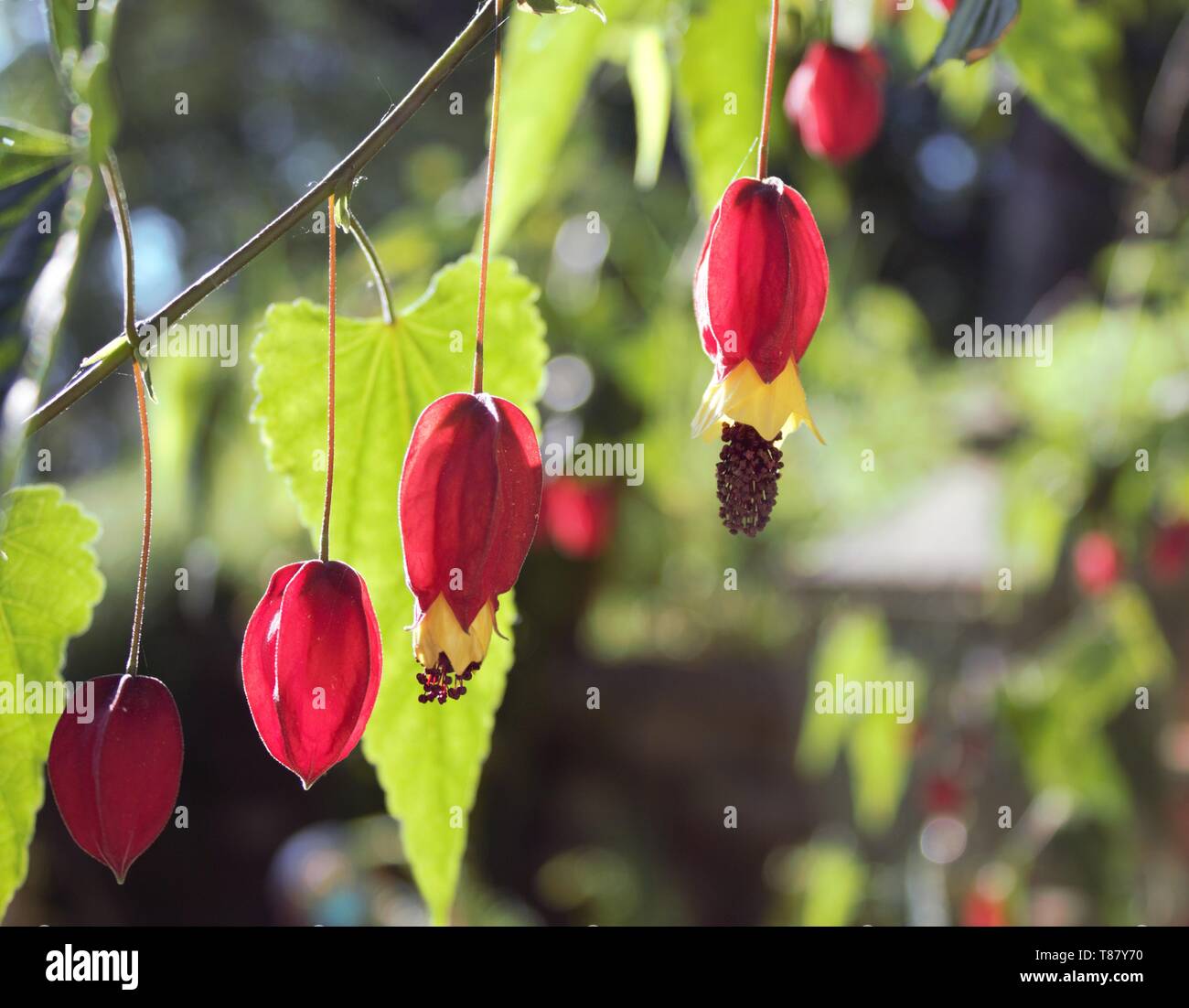 The red Calyx of a Trailing Abutilon (Abutilon  Megapotamicum)in full bloom revealing their yellow petals. Stock Photo