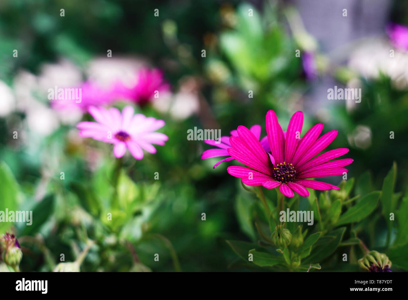 Pink daisy flower with a purple center Stock Photo