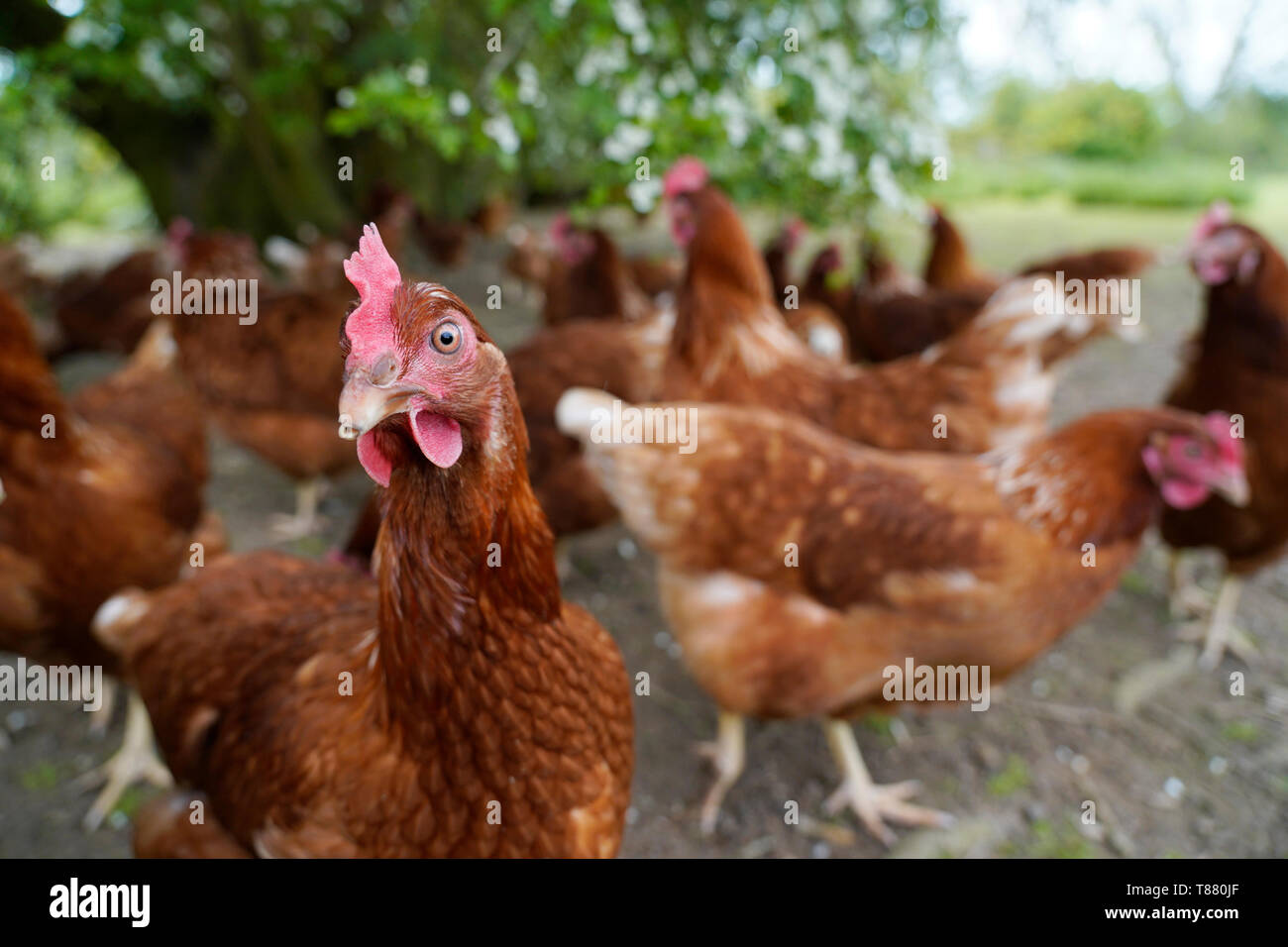 Free range poultry chicken farm free range hen farm Stock Photo Alamy Free range poultry chicken farm free range hen farm Stock Photo Alamy
