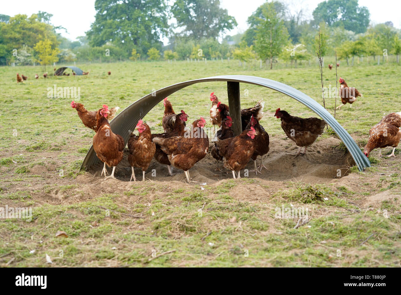 Free range poultry chicken farm - free range hen farm Stock Photo