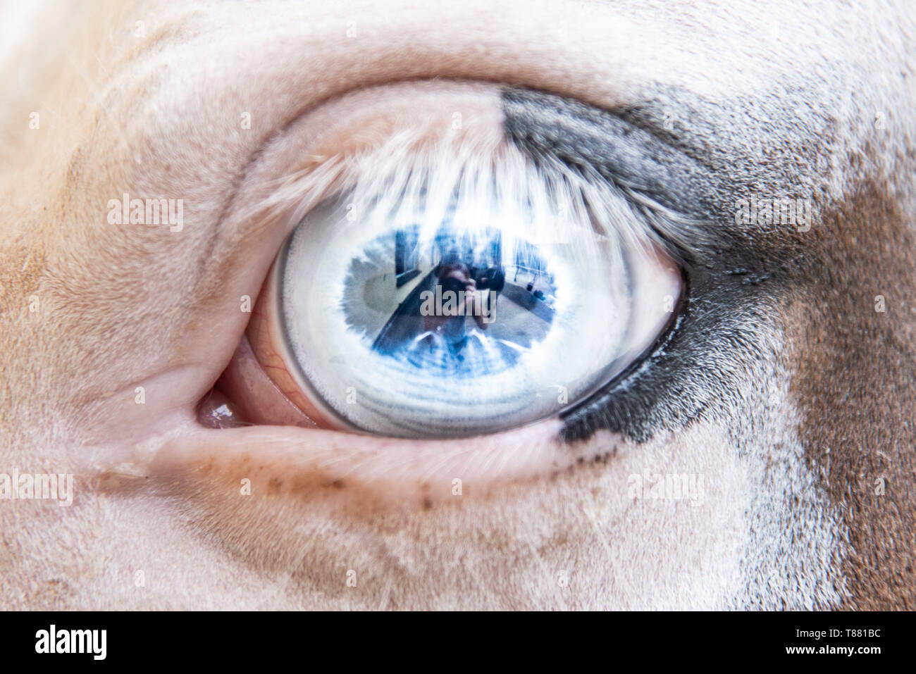 Close up of a ice blue horse eye Stock Photo