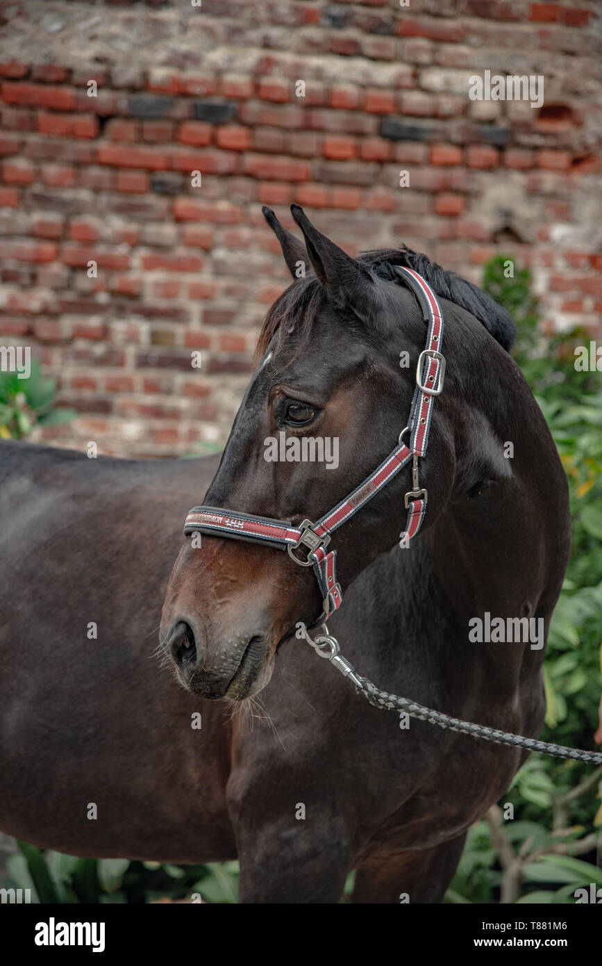Horse face Stock Photo