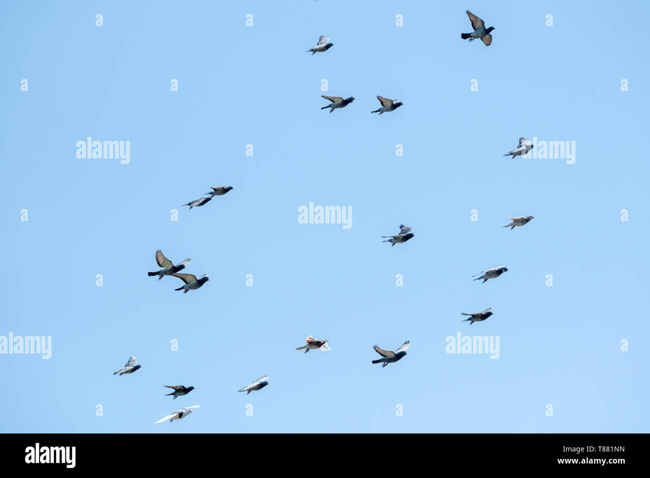 Training racing pigeons hires stock photography and images Alamy