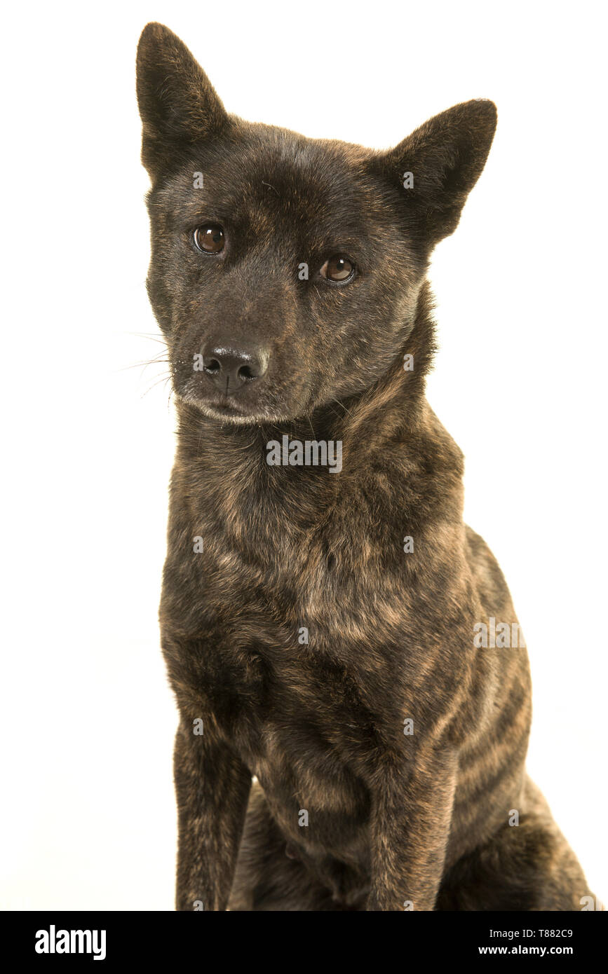 Portrait Of A Female Kai Ken Dog The National Japanese Breed Looking At The Camera Isolated On A White Background Stock Photo Alamy