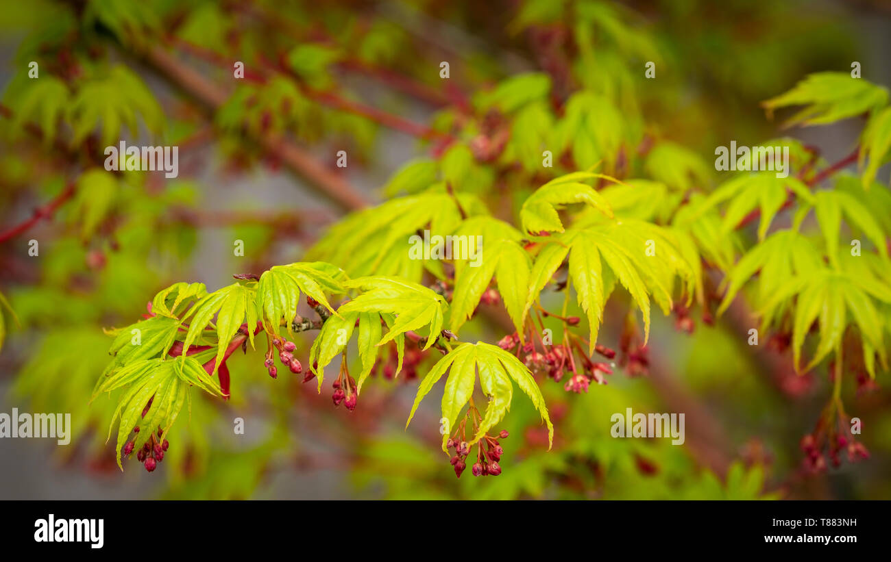 Spring leaves and flowers of a Japanese maple. Stock Photo