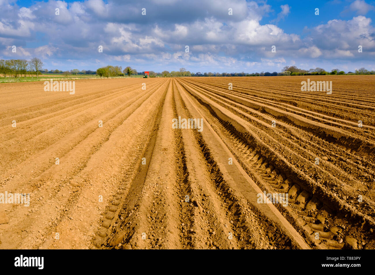 Neat furrows left in a field after potato planting. Stock Photo