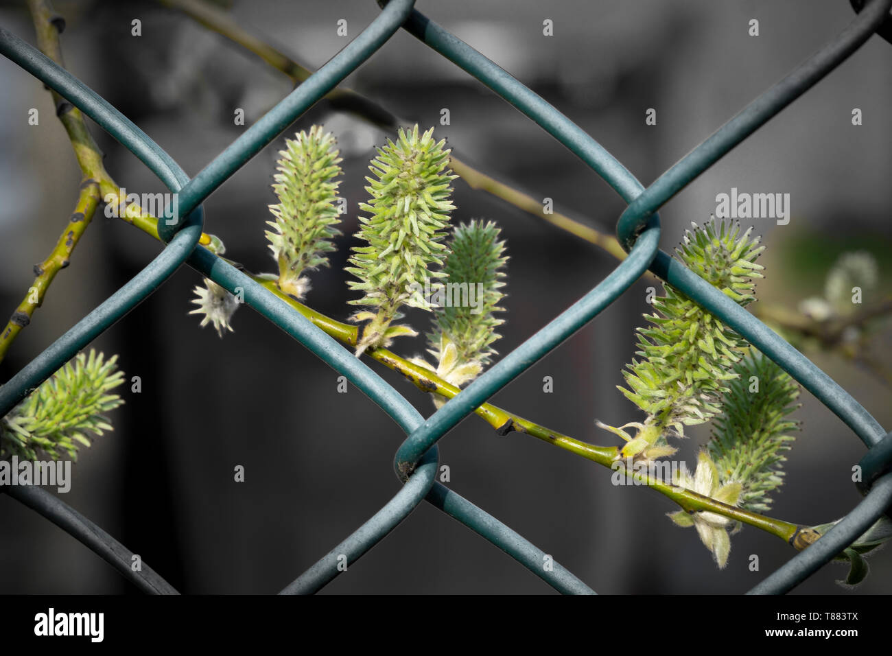 Willow catkins against a chain-link fence look like prisoners in a foreign land. Stock Photo