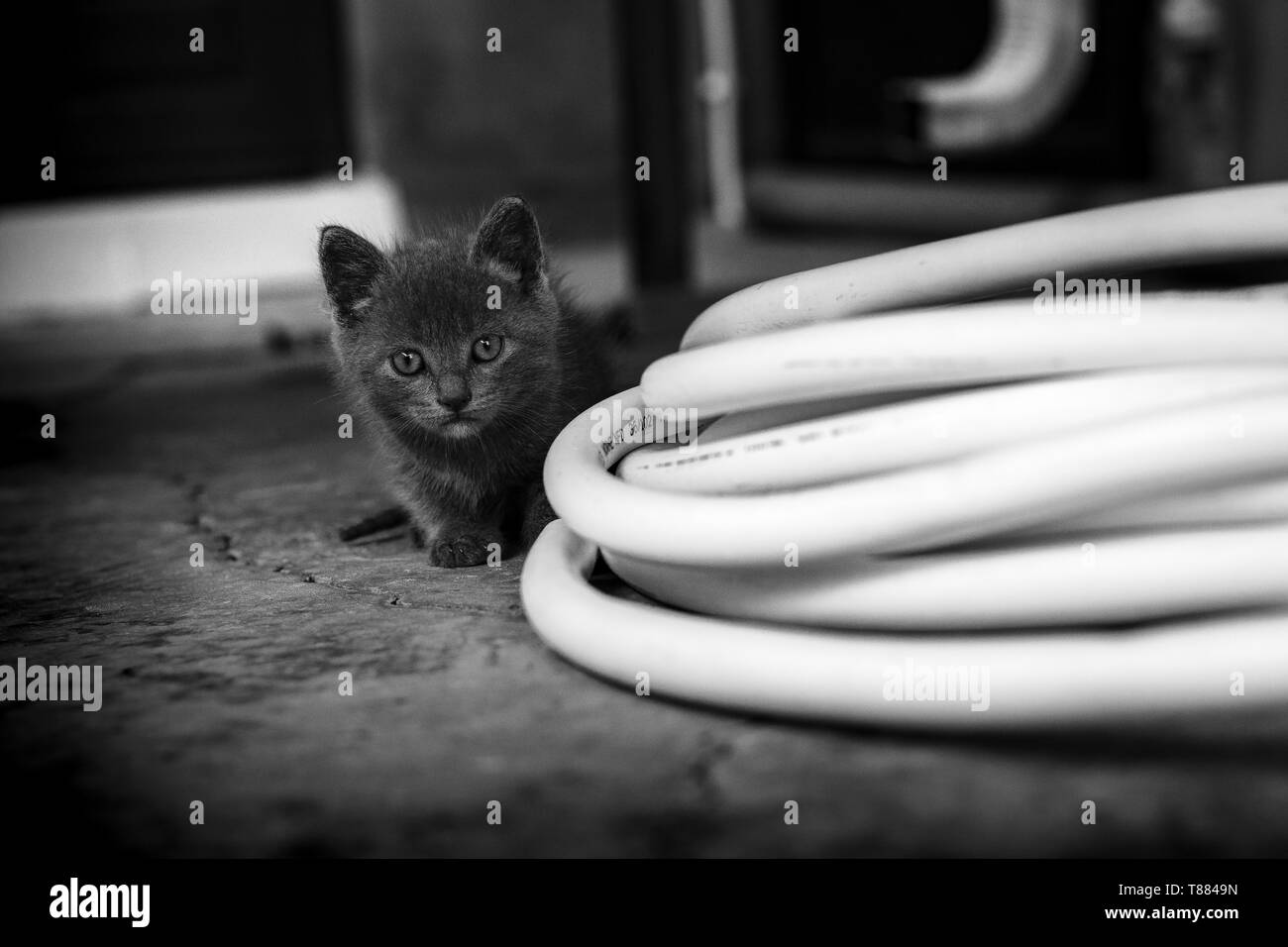 Inoccent Kitten in b&w Stock Photo