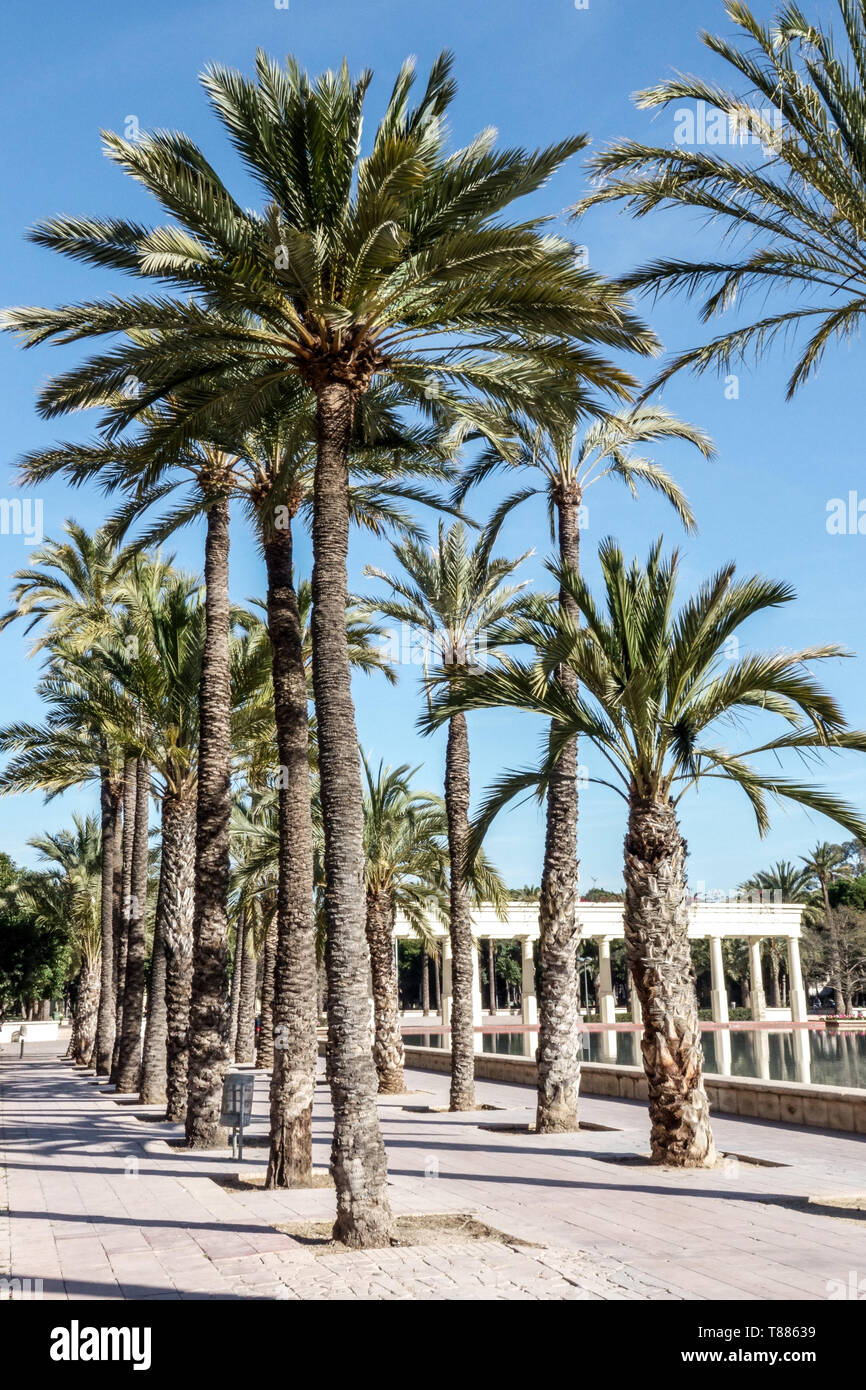 Valencia Palm Trees in Turia Garden Park Valencia Spain Stock Photo