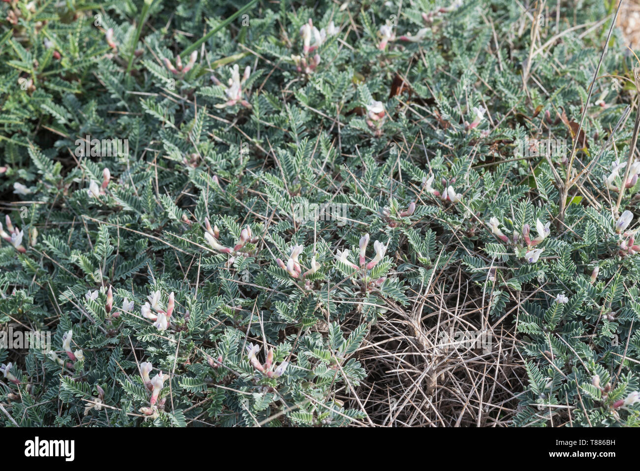 Marseille Milkvetch (Astragalus massiliensis) Stock Photo