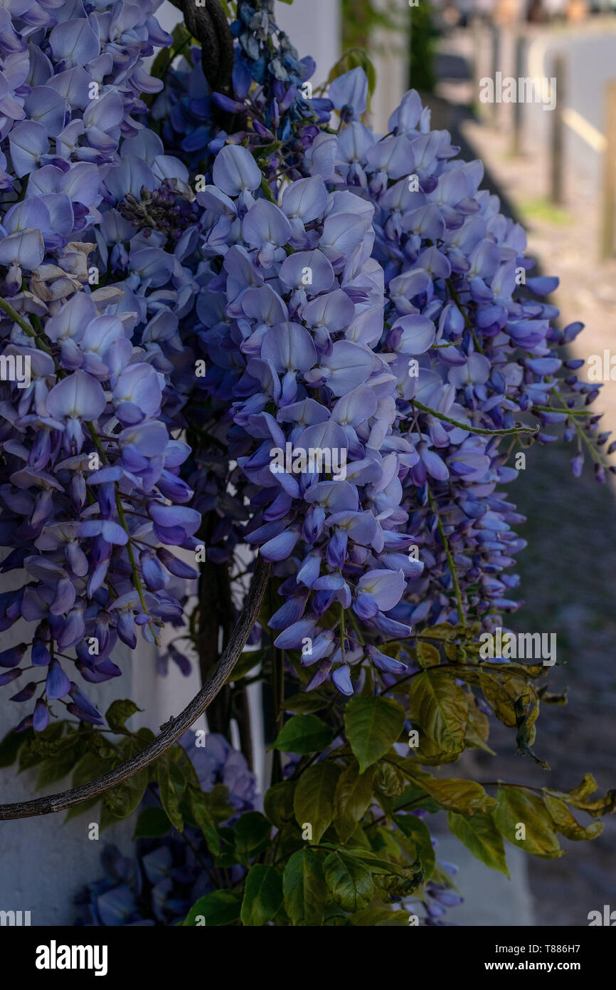 A close up of blue Wysteria flowers in full bloom Stock Photo