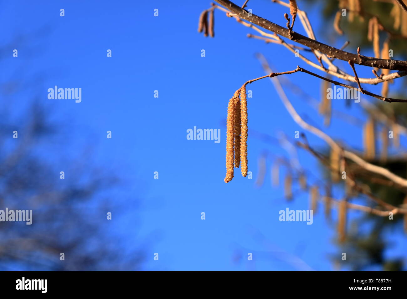 blossom of hazelnut tree against the blue sky Stock Photo Alamy