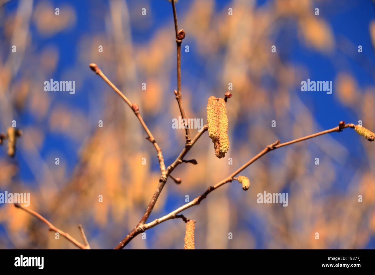 blossom of hazelnut tree against the blue sky Stock Photo Alamy