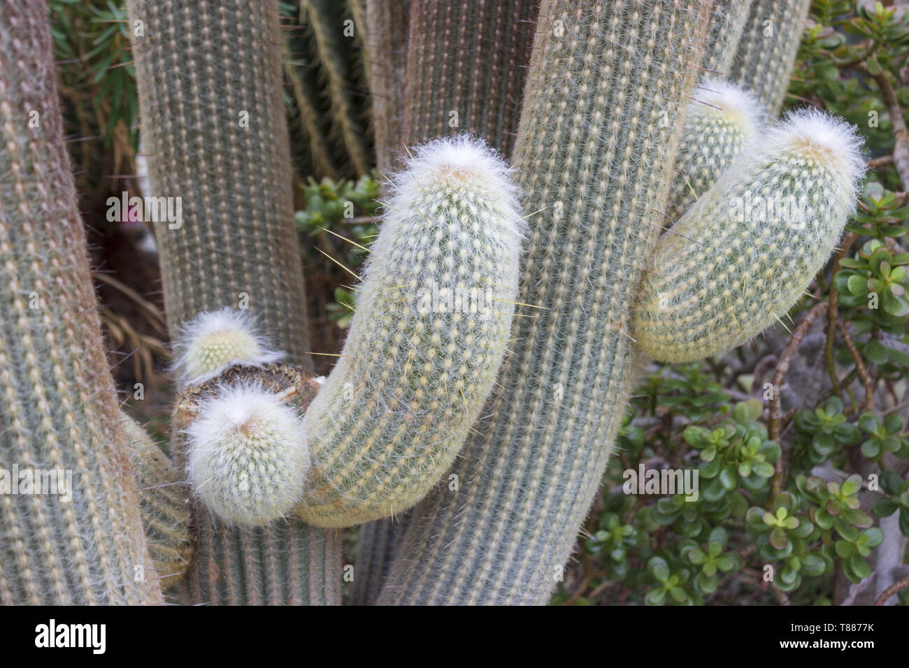 Detail of big cactus - espostoa lanata in botanical garden Stock Photo