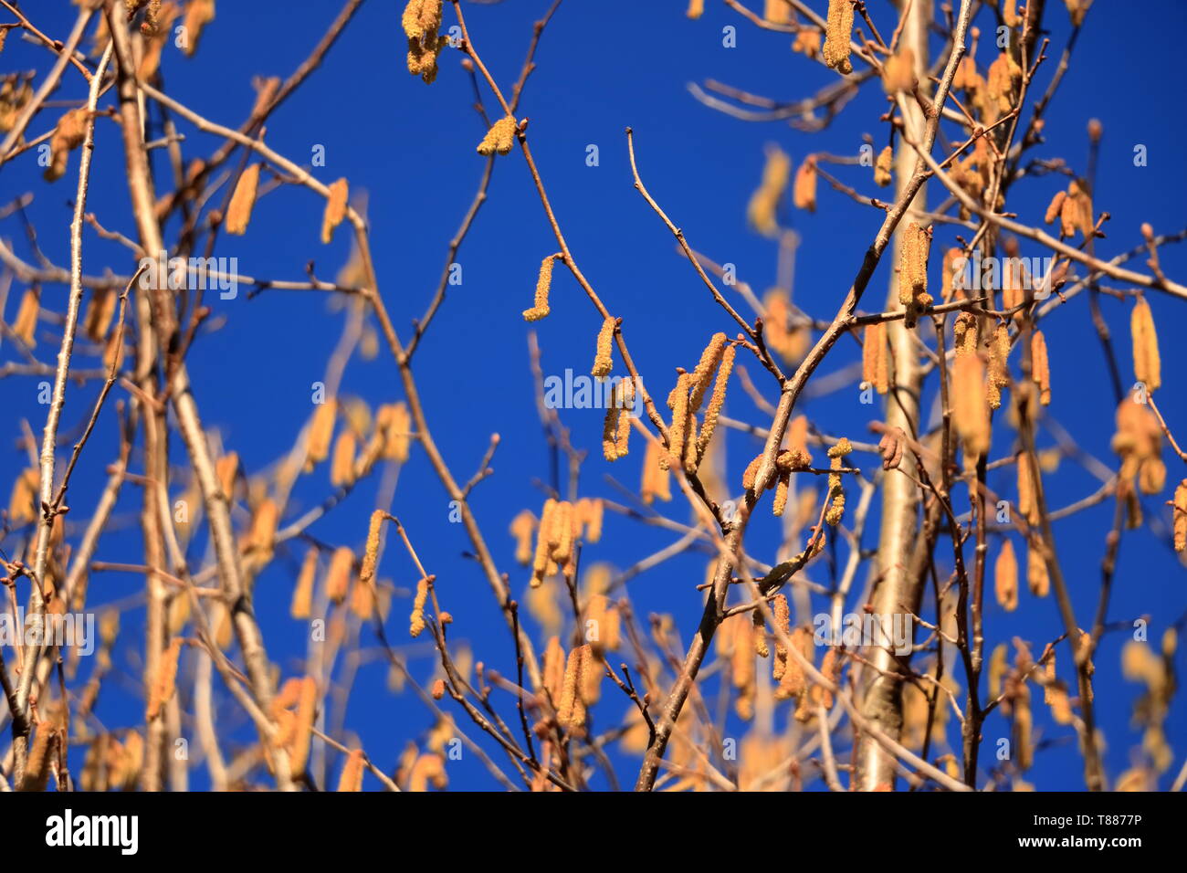 blossom of hazelnut tree against the blue sky Stock Photo Alamy