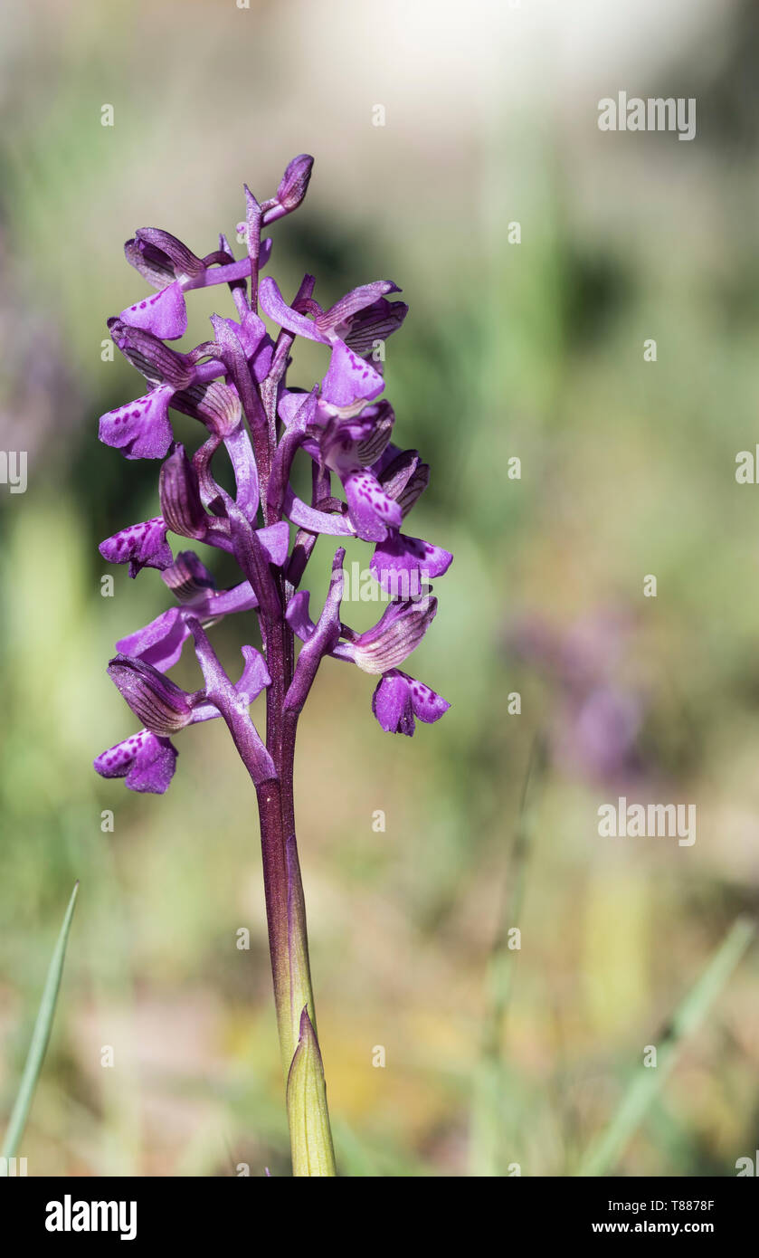 Flower spike of Green-winged/ Green-viened Orchid (Anacamptis morio) Stock Photo
