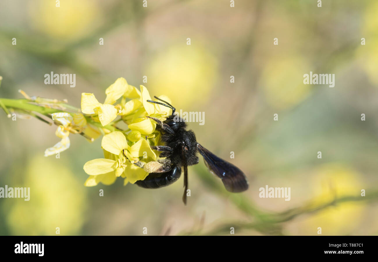 Sardinian Bee with dark wings Stock Photo