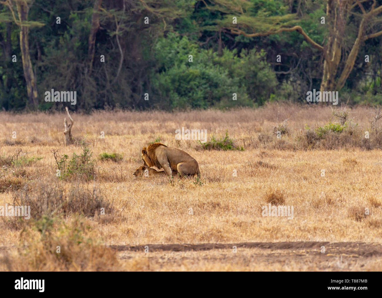 Lion couple mating lion lioness, two 2 male female pair, panthera leo ...