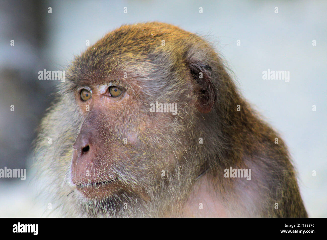 Close up of fury monkey face (crab eating long tailed Macaque, Macaca fascicularis) on isolated beach, Ko Lipe, Thailand Stock Photo