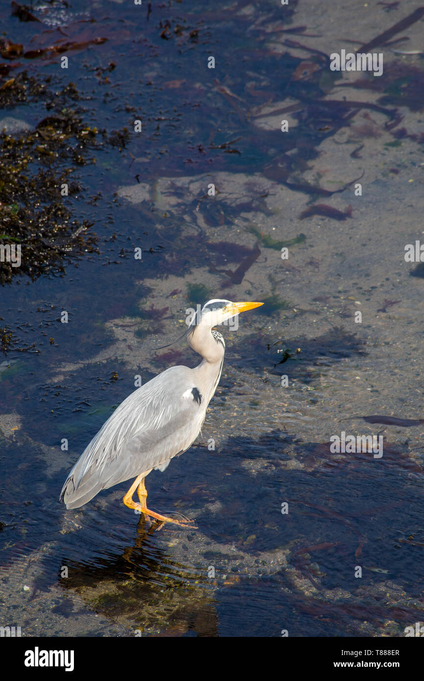 Grey Heron wading on the coast of the UK Stock Photo