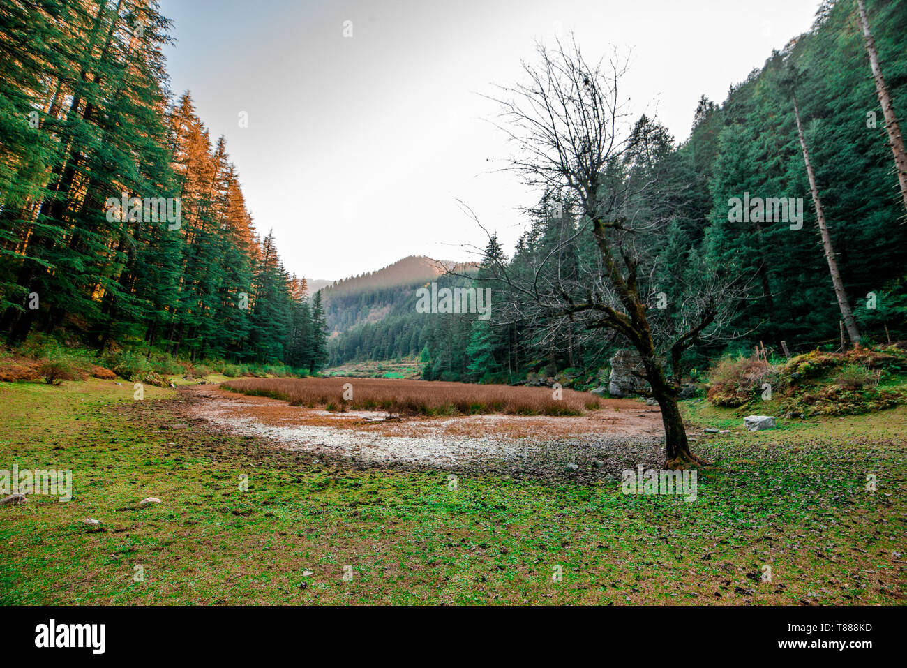 Autumn - Beautiful deodar forest in Manali, Himachal Pradesh, India - Stock Photo