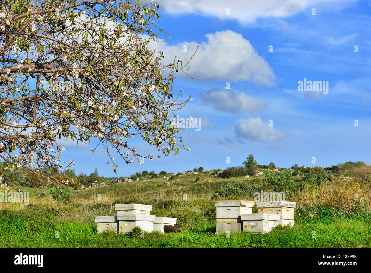 Blooming almonds, blue sky and beehives. Stock Photo