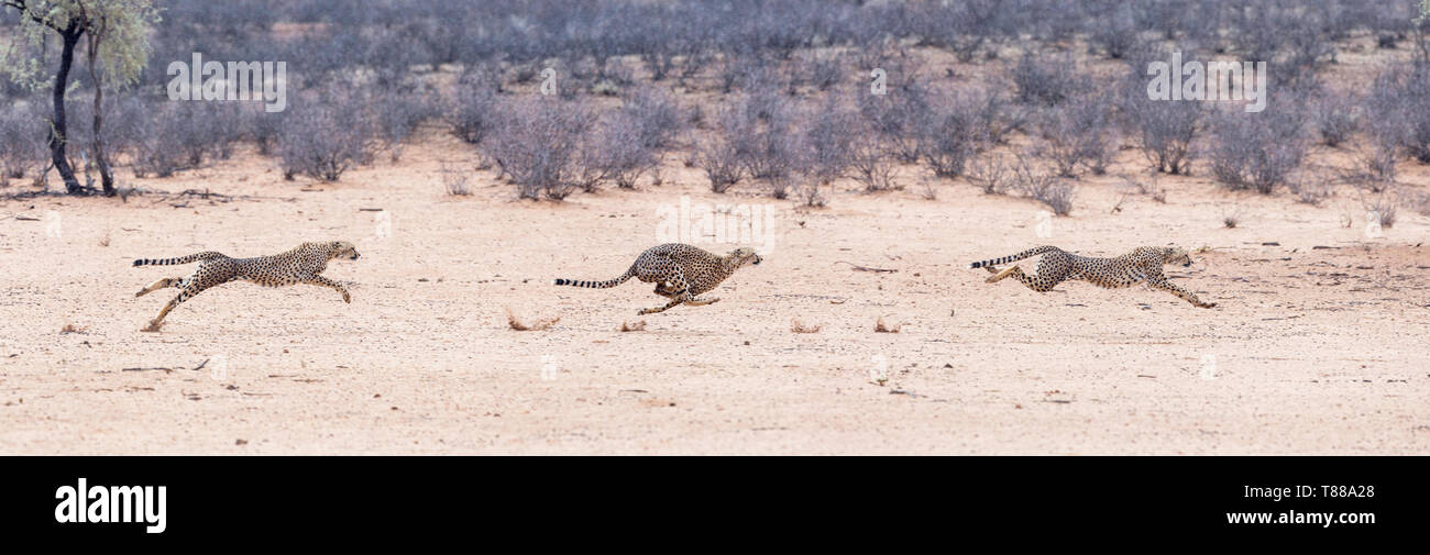 Composite image of  an adult female   cheetah (Acinonyx jubatus jubatus) sprinting after springbok in the Kalahari Stock Photo
