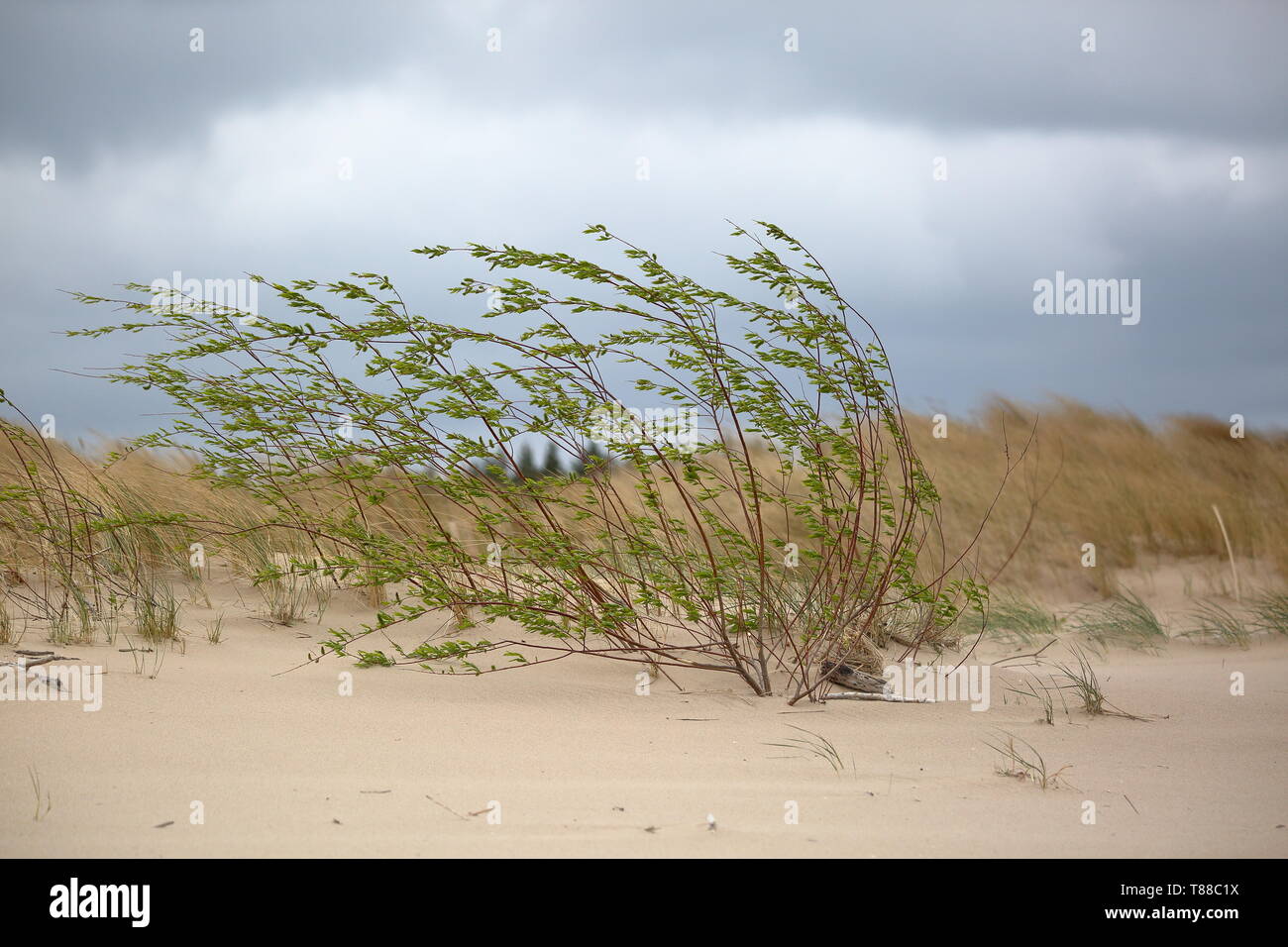 Cold windy weather on sandy dunes on coastline, swirling clouds in sky, storm, concept of seasonal weather, changing climate. Stock Photo