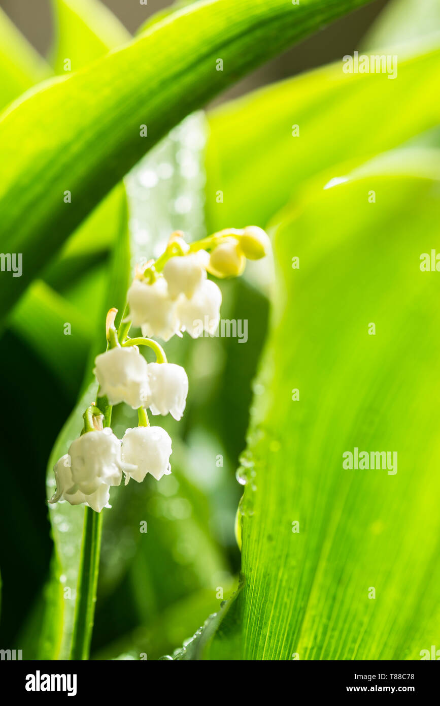 Lily of the valley uk hires stock photography and images Alamy
