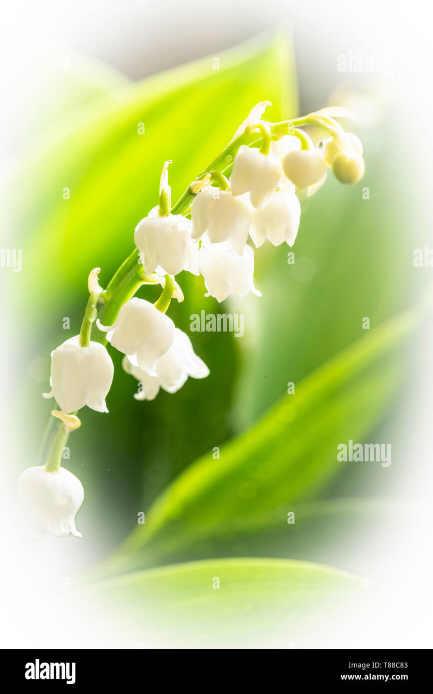 White lily valley convallaria hi-res stock photography and images - Alamy