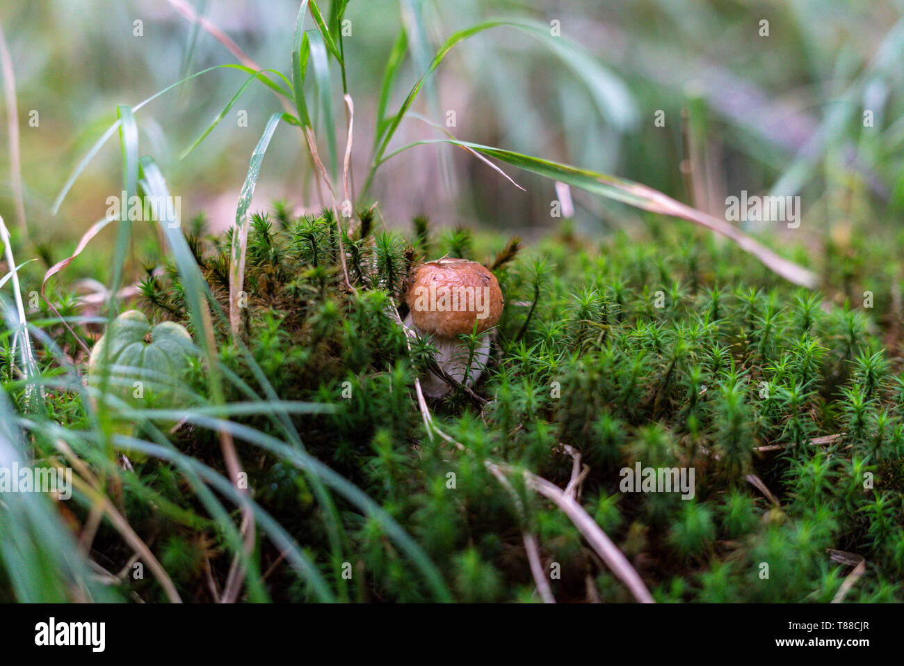 Porcini italy hires stock photography and images Alamy