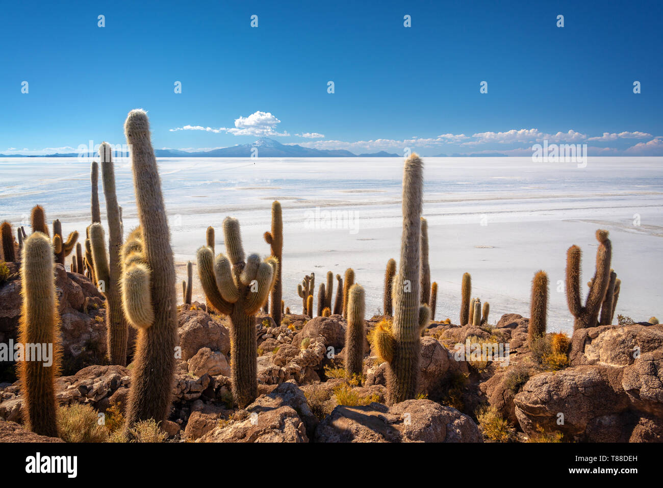 Cactuses in Incahuasi island, Salar de Uyuni  salt flat, Potosi, Bolivia Stock Photo
