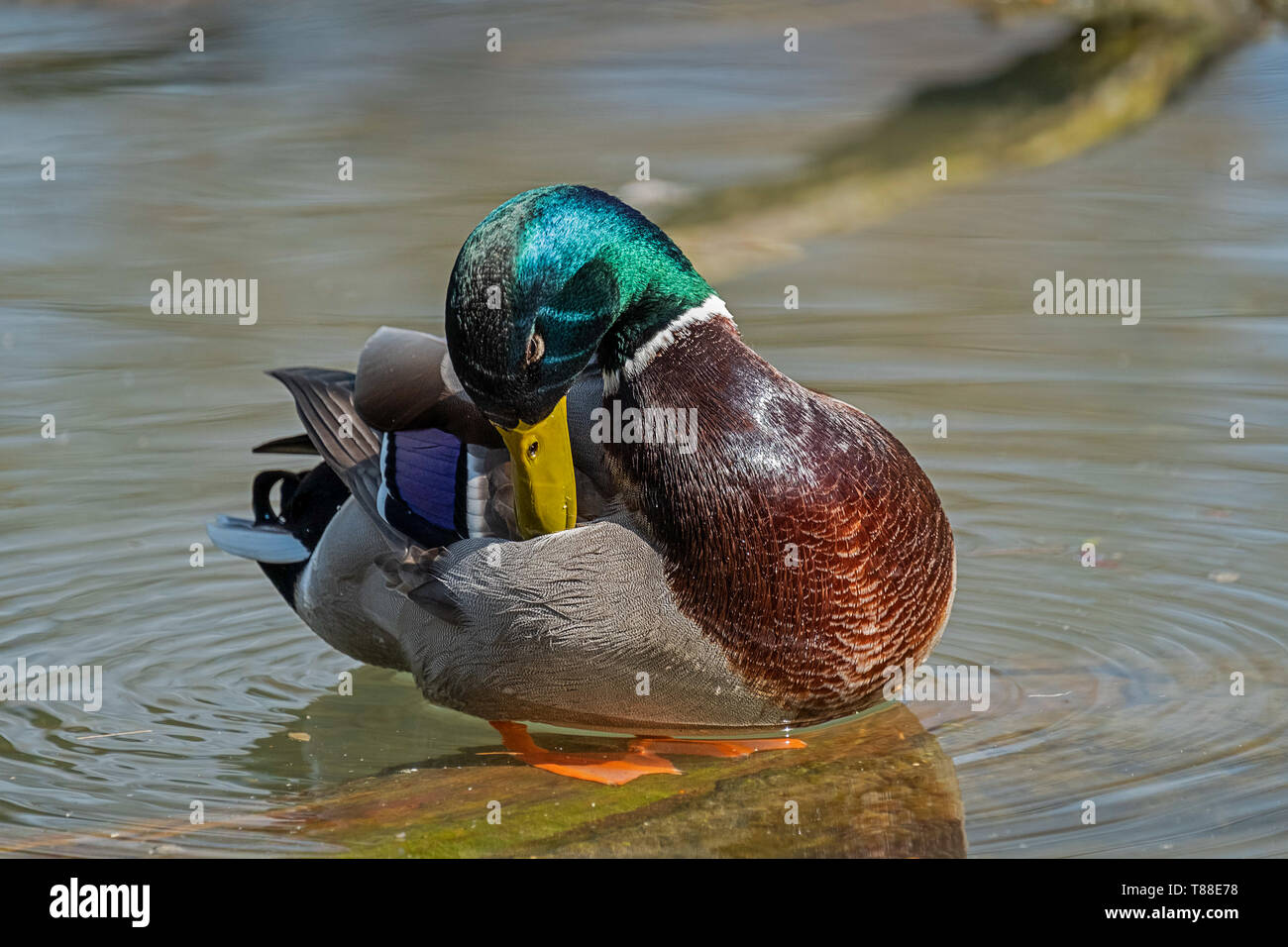Feathers grooming hires stock photography and images Alamy