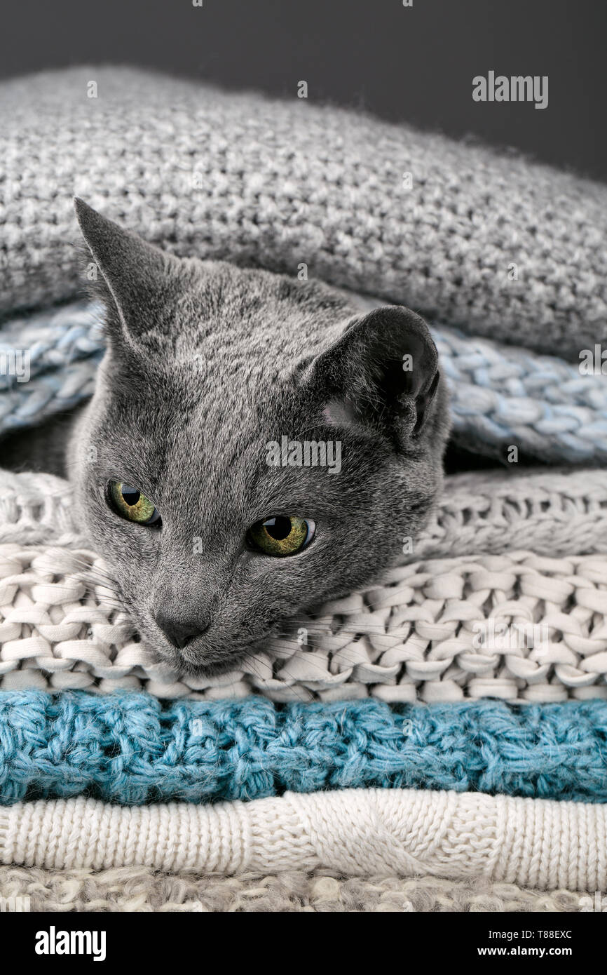 Studio Portrait of a Russian Blue Cat Stock Photo