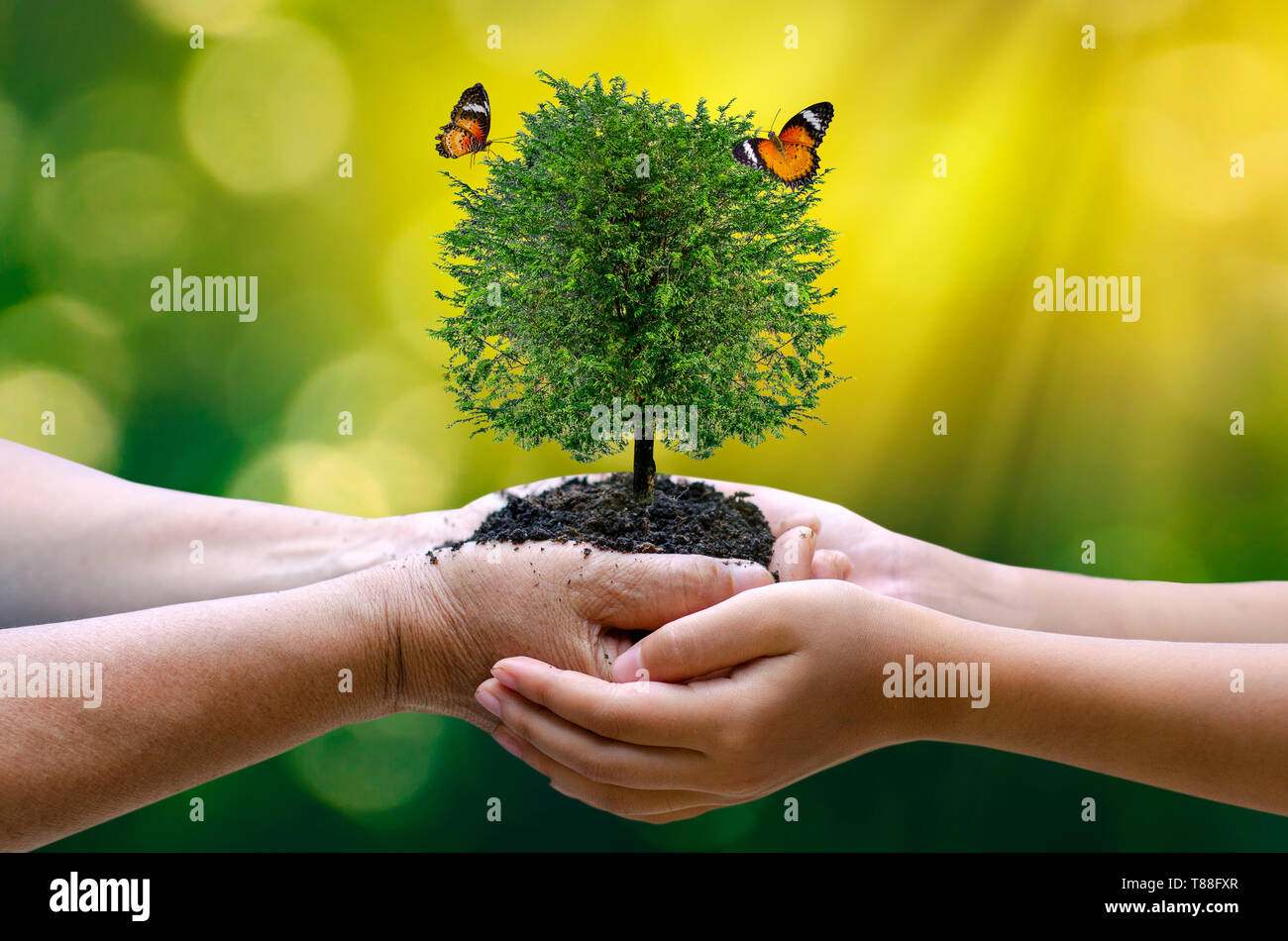 environment Earth Day In the hands of trees growing seedlings. Bokeh green Background Female hand holding tree on nature field grass Forest conservati Stock Photo