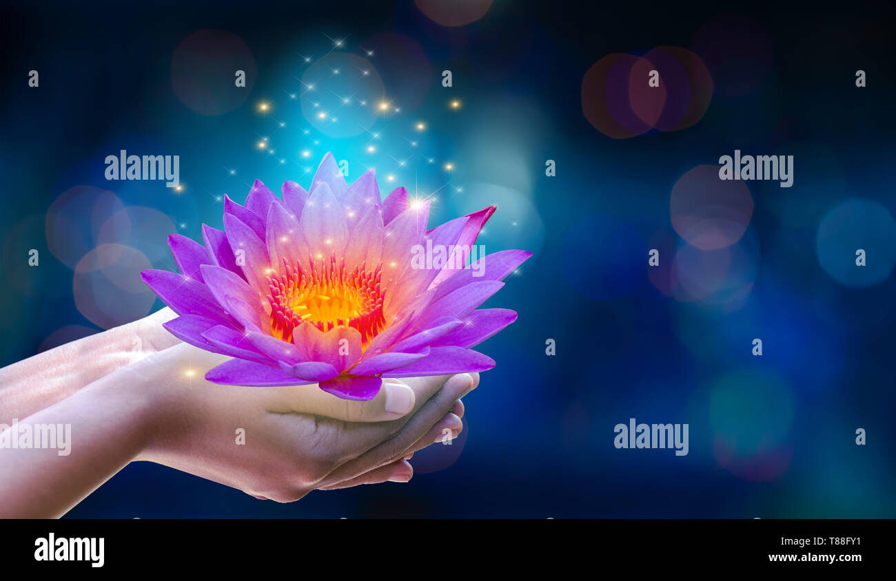 In the hands of a flower lotus Pink light purple floating light sparkle purple background Stock Photo