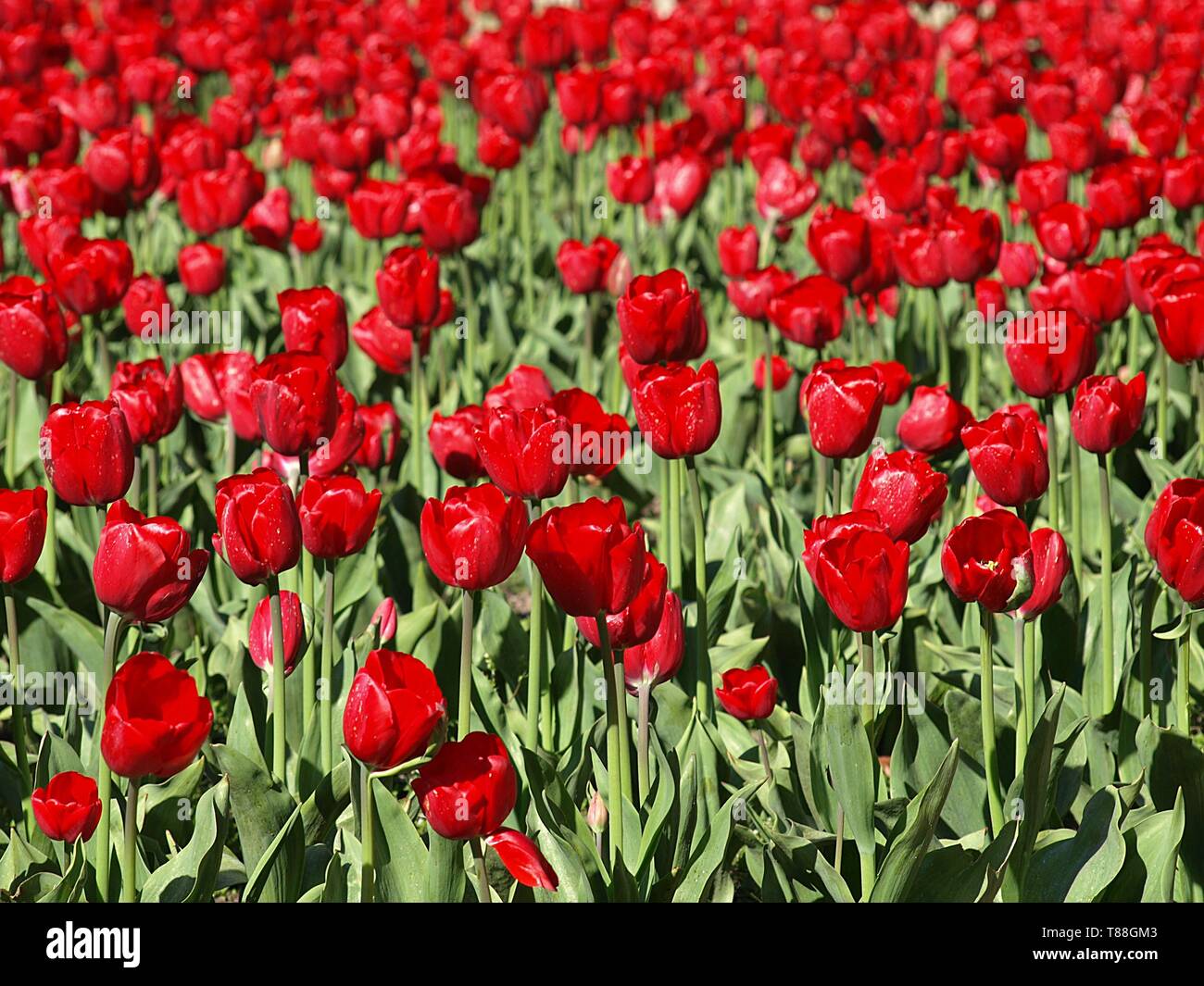 Beautiful red tulips in a tulip field Stock Photo - Alamy