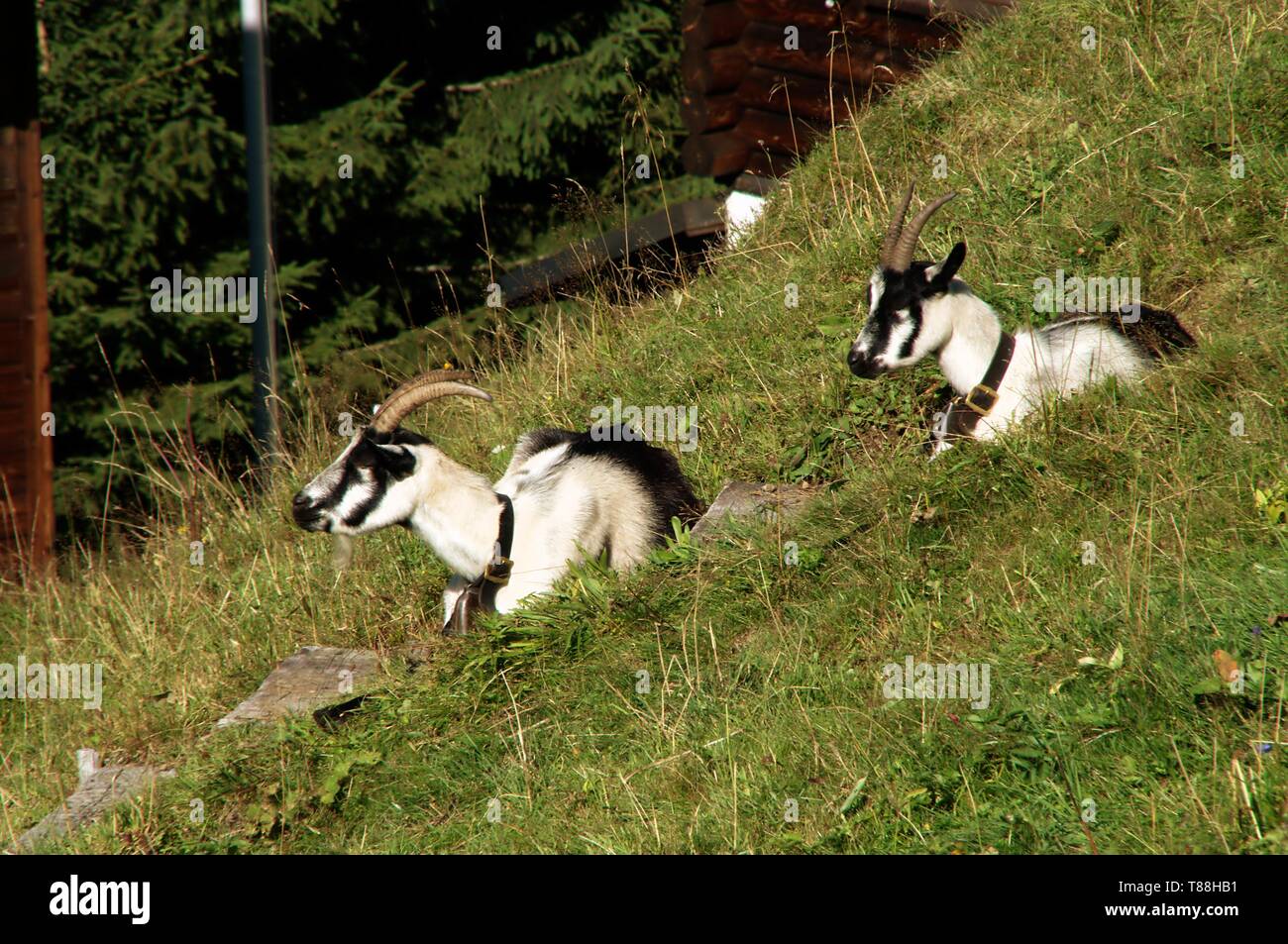The peacock goat, a typical local breed of the Swiss Alps Stock Photo