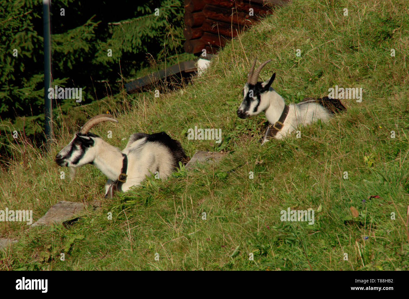The peacock goat, a typical local breed of the Swiss Alps Stock Photo