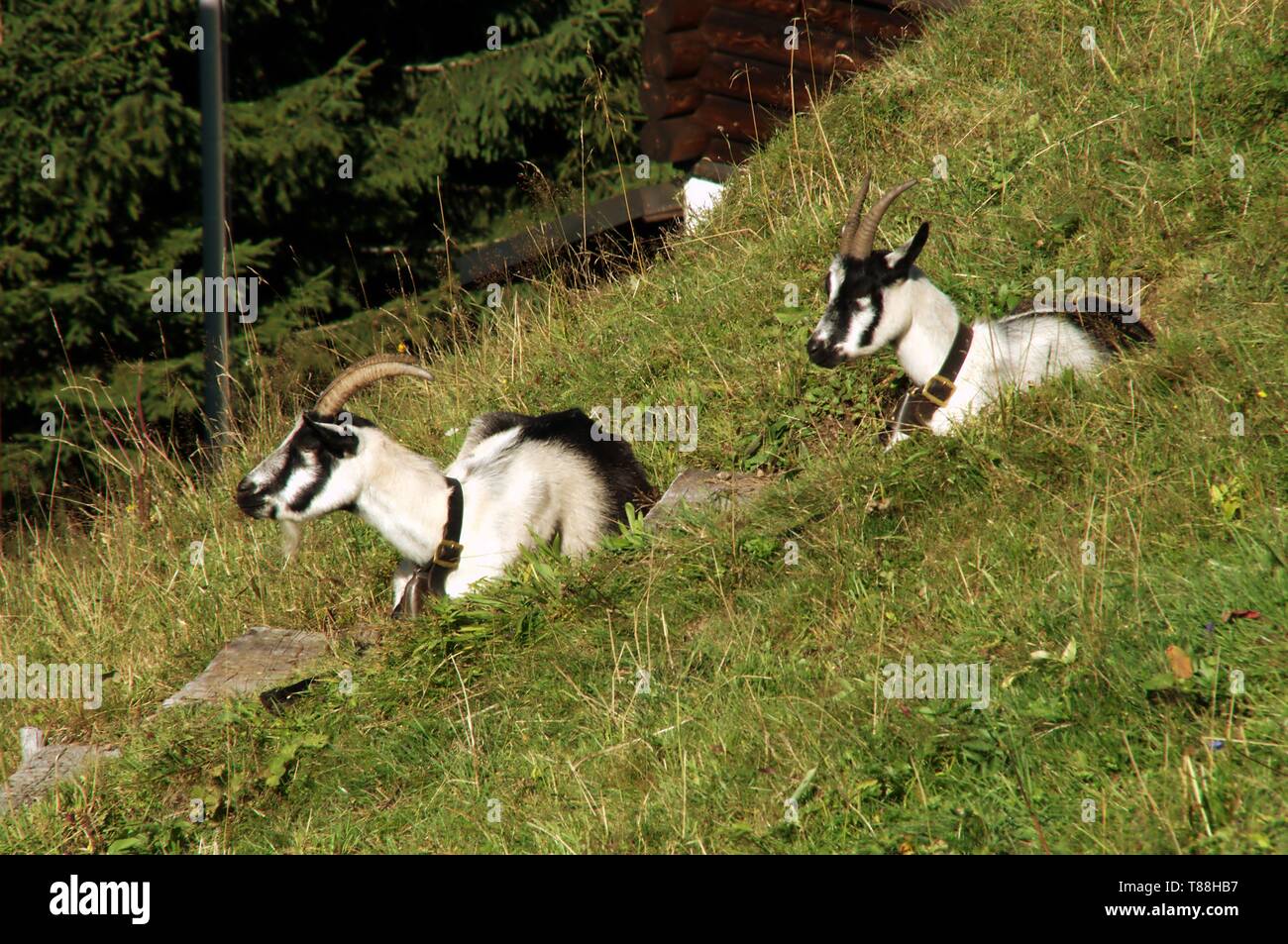 The peacock goat, a typical local breed of the Swiss Alps Stock Photo