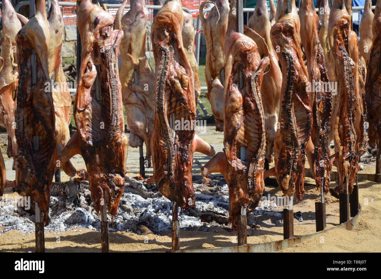 Spit roasted a whole pig cooked over hot coals - gastronomic traditions of  Sardinia, Italy, roasting hog (porceddu) on the rack over the ember Stock  Photo - Alamy