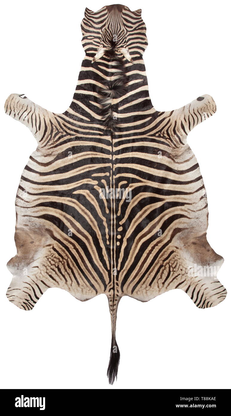 A zebra skin, South East Africa, 20th century Skin of a plains zebra (equus quagga) including scalp with beautiful pattern. Underside with traces of glue due to mounting. Length (incl. tail) 320 cm, width 197 cm. Provenance: From the possessions of the Bavarian Royal Family. historic, historical, hunt, hunts, hunting, utensil, piece of equipment, utensils, trophies, object, objects, stills, clipping, clippings, cut out, cut-out, cut-outs, Additional-Rights-Clearance-Info-Not-Available Stock Photo