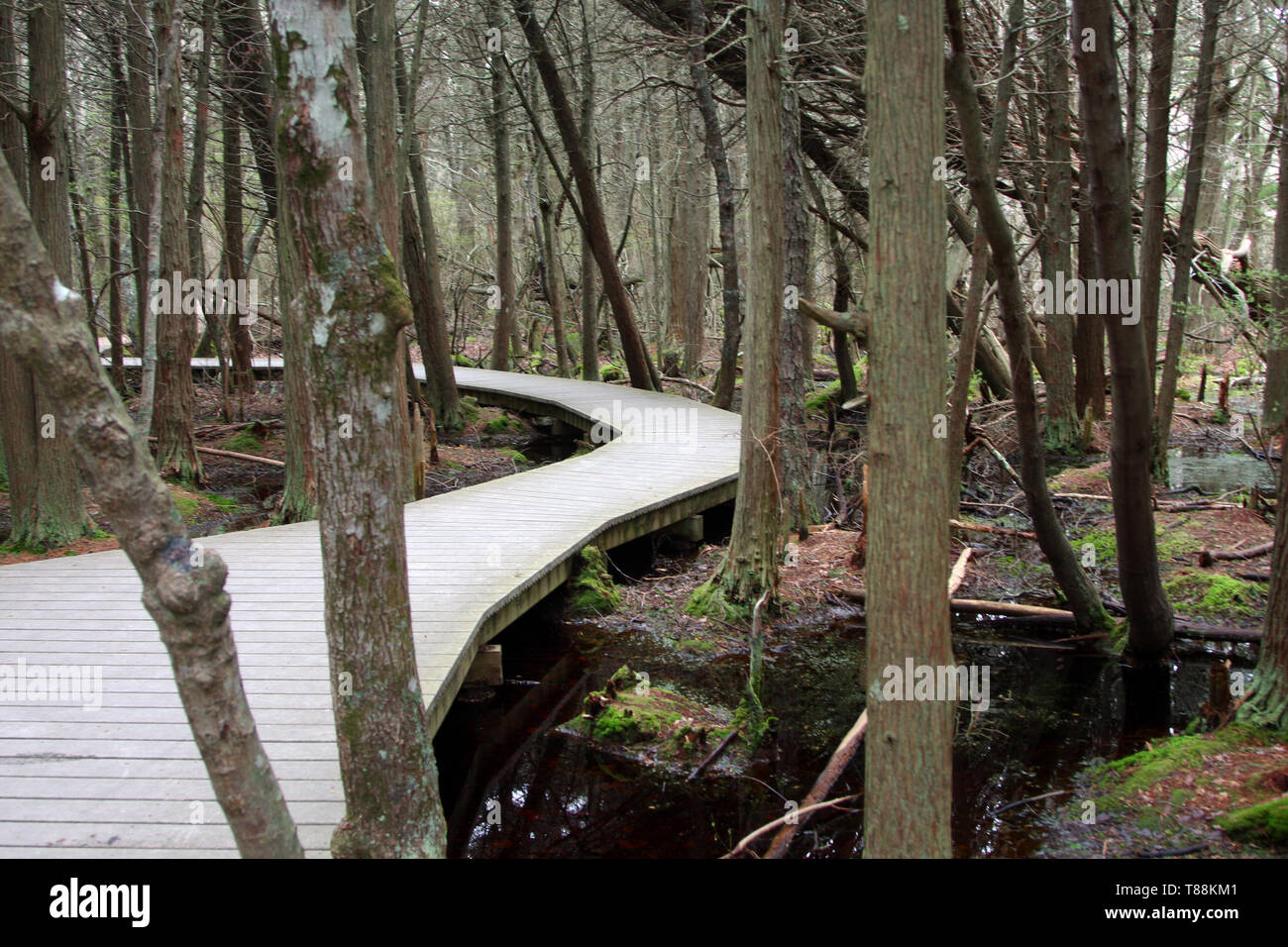 Atlantic white cedar swamp hi-res stock photography and images - Alamy