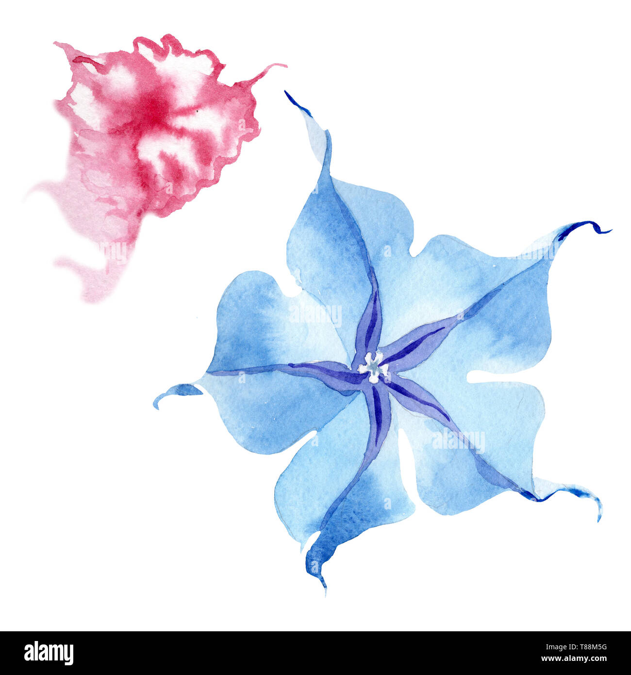 Blue brugmansia floral botanical flowers. Watercolor background set