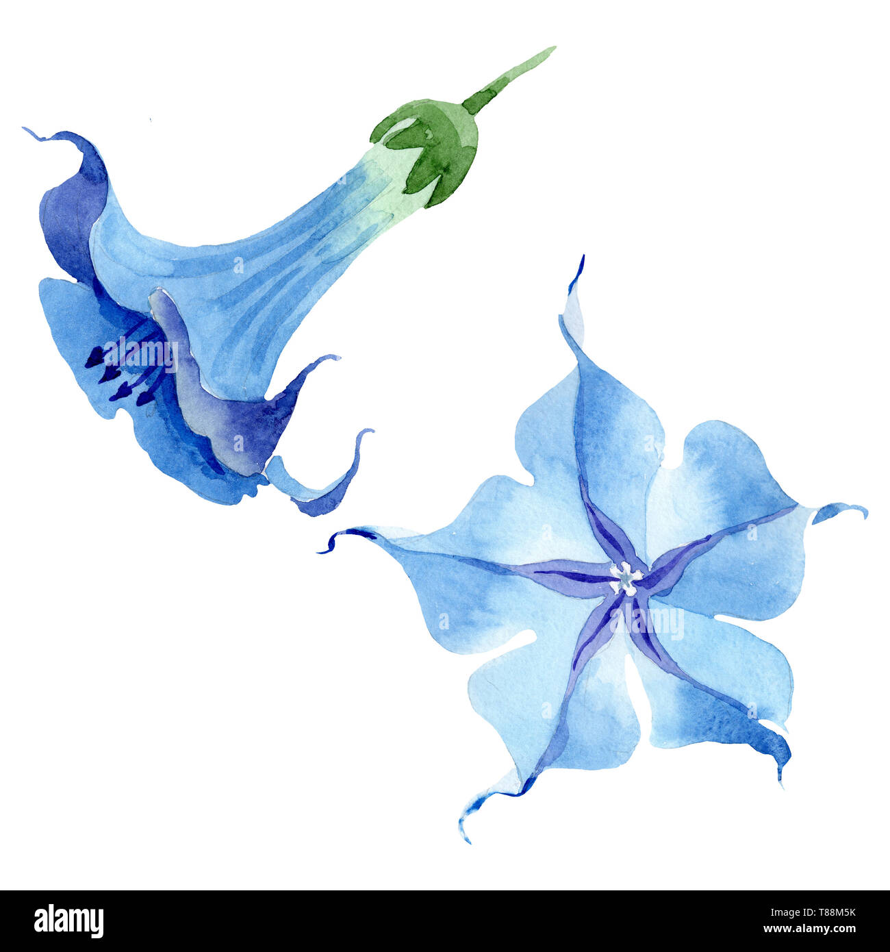 Blue brugmansia floral botanical flowers. Watercolor background set